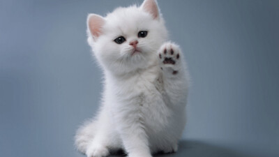 Gatito (Kitten)