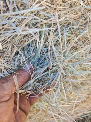 Feed, supplements &amp; minerals