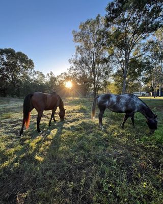 Care &amp; vet supplies