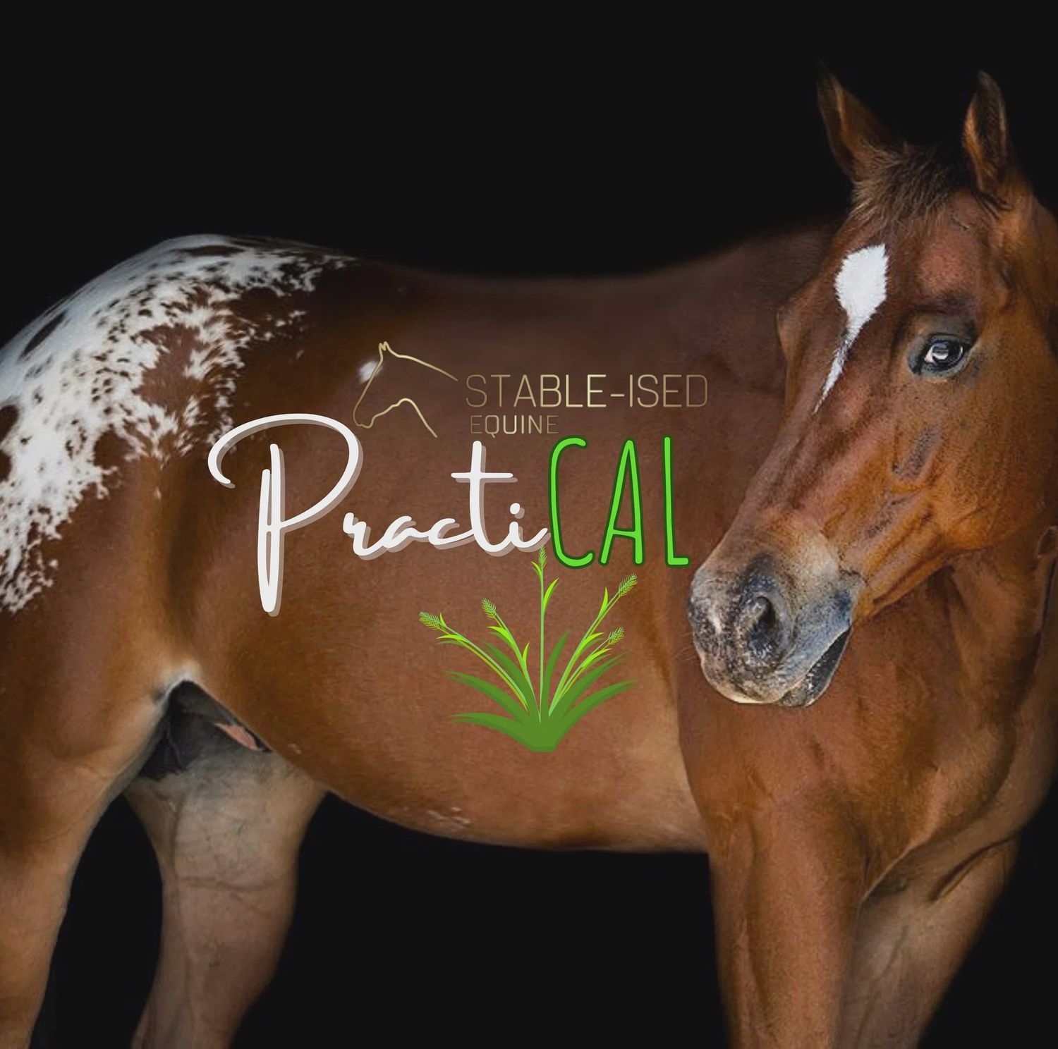 Stable-Ised Equine PractiCAL - 25KG