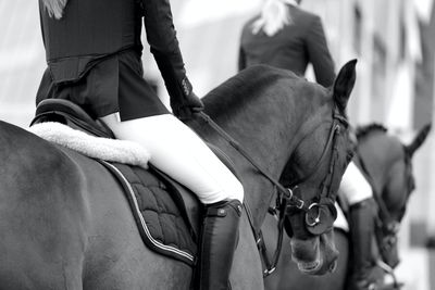 Dressage &amp; show