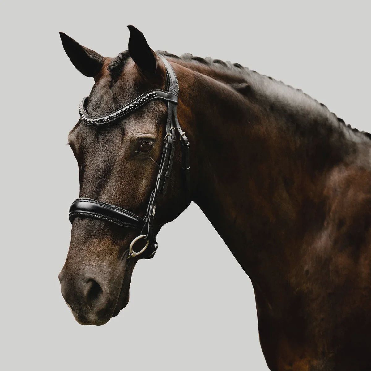 Lumiere &#39;Arcadia&#39; luxury leather bridle (Cavesson), Size: Cob