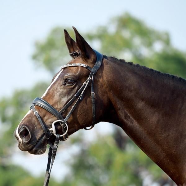Lumiere 'Anastasia' leather bridle (convertible)