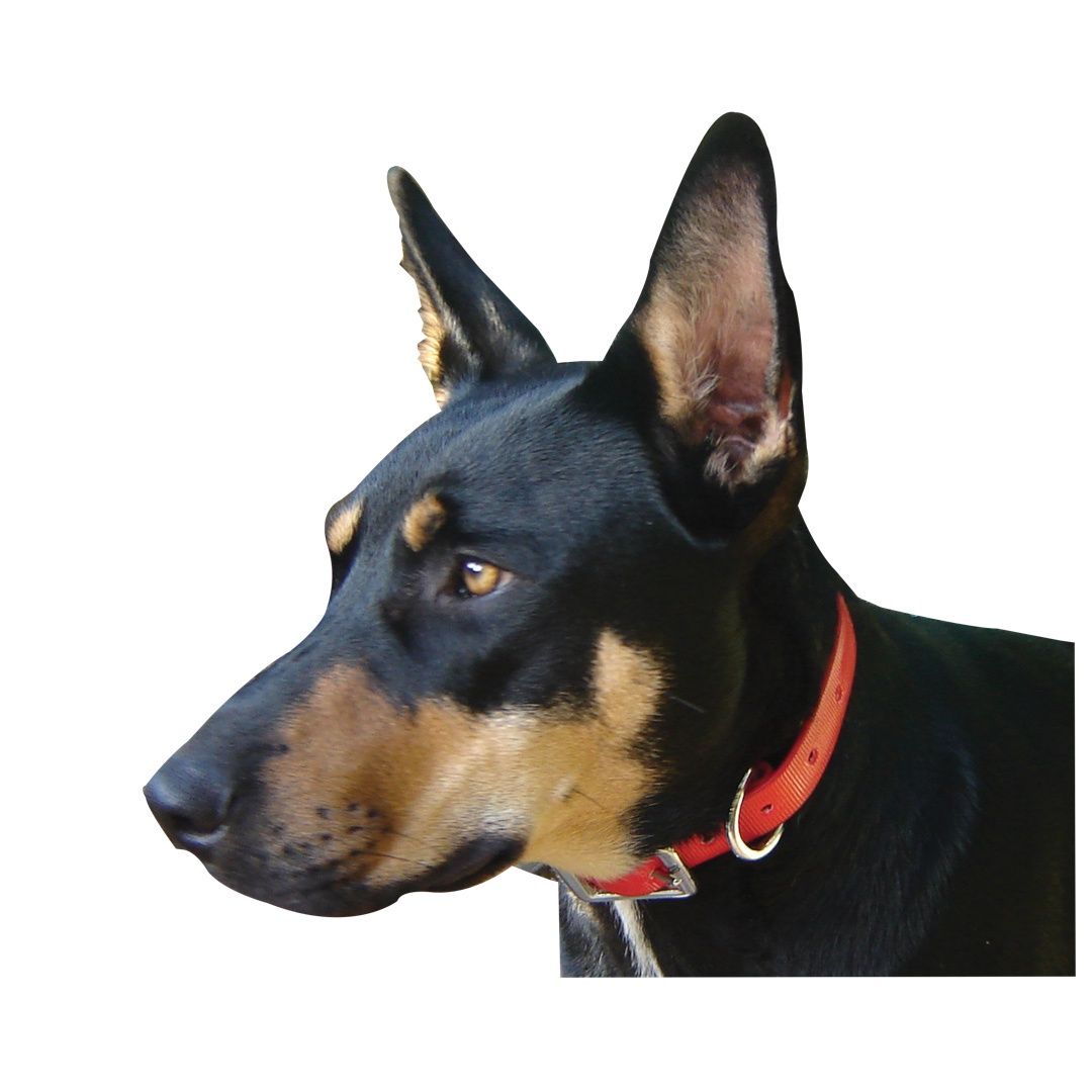 PVC Dog Collar - ribbed