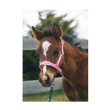 Eureka Foal Halter - nylon