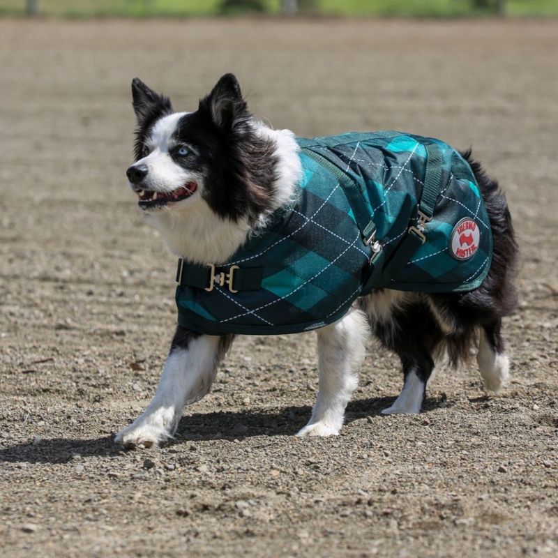 Supreme Dog Coat - Emerald Diamond