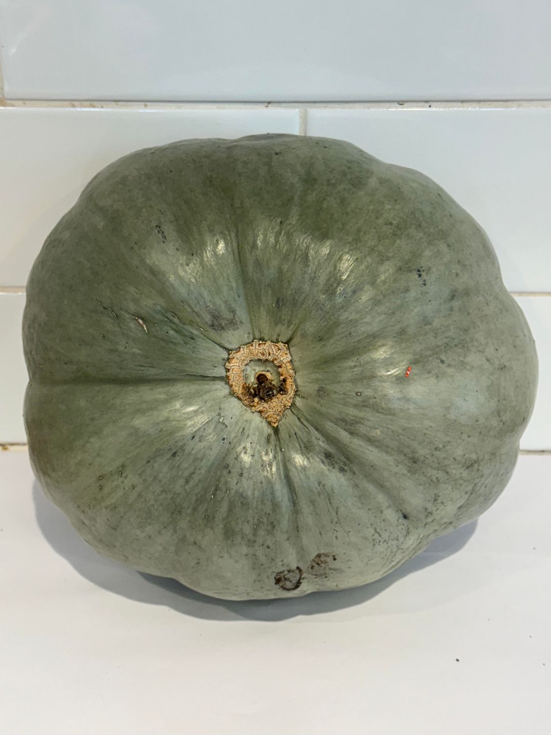 Pumpkin Grey Whole, Each