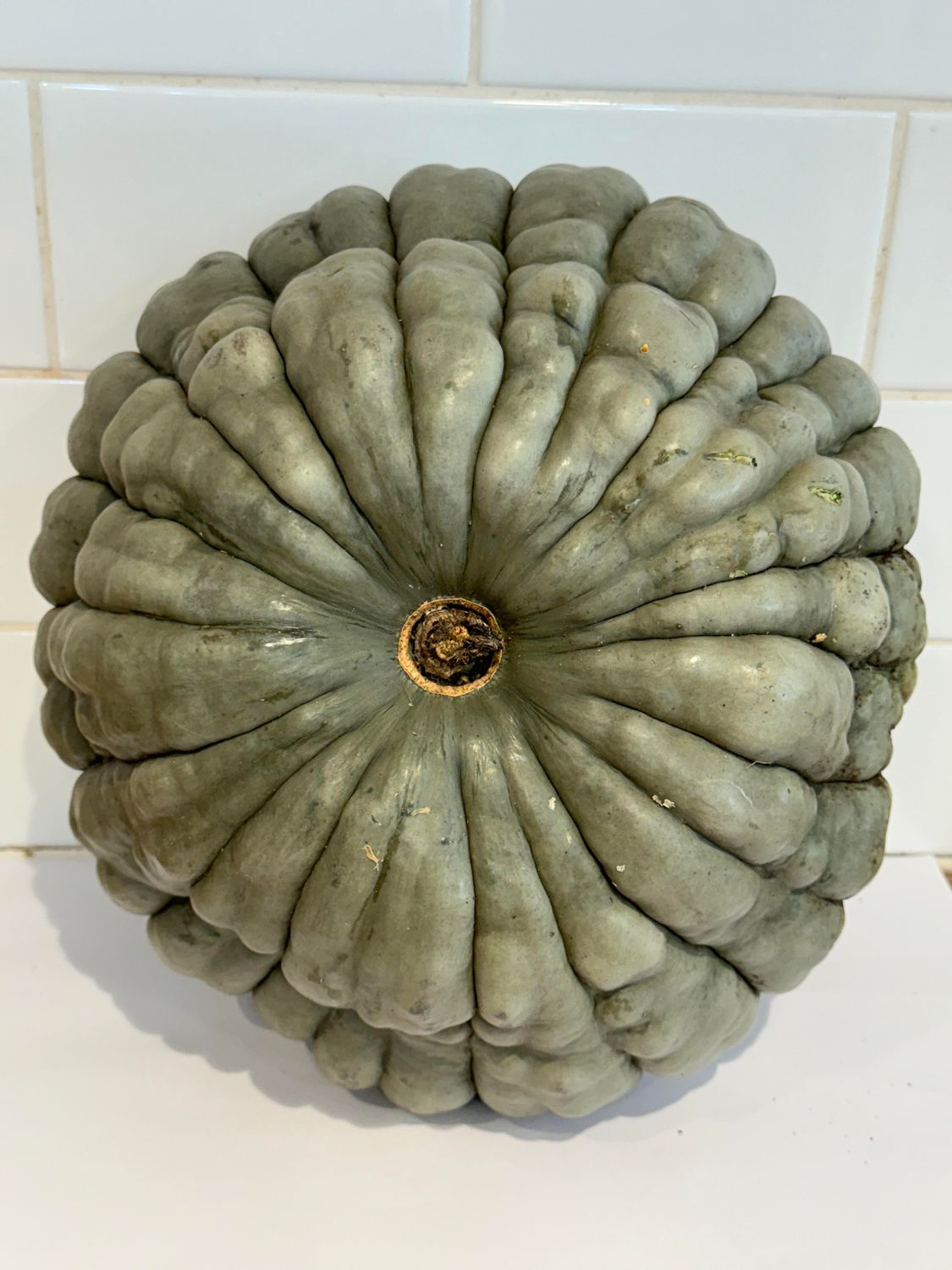 Pumpkin Blue Whole, Each