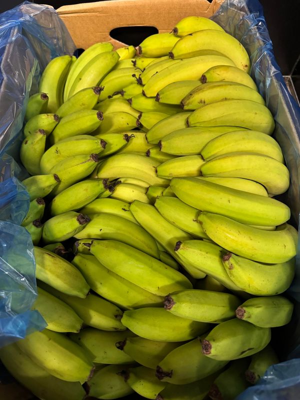 WHOLESALE CAVENDISH BANANAS 15KG BOX