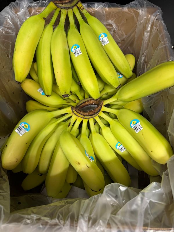 WHOLESALE - Lady Finger Bananas 8kg box