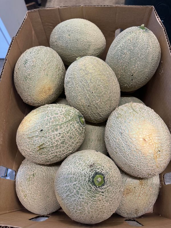 WHOLESALE - Rockmelon full box (15)
