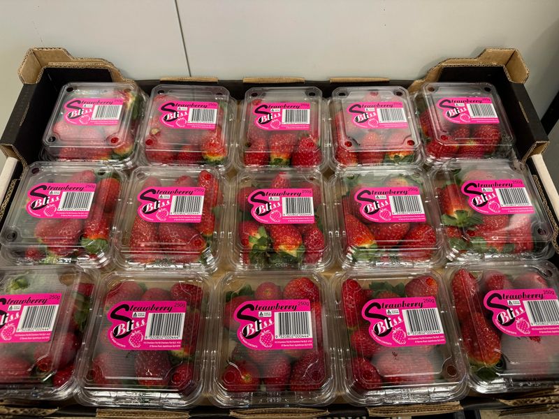 WHOLESALE - Strawberries 250g full tray (15)