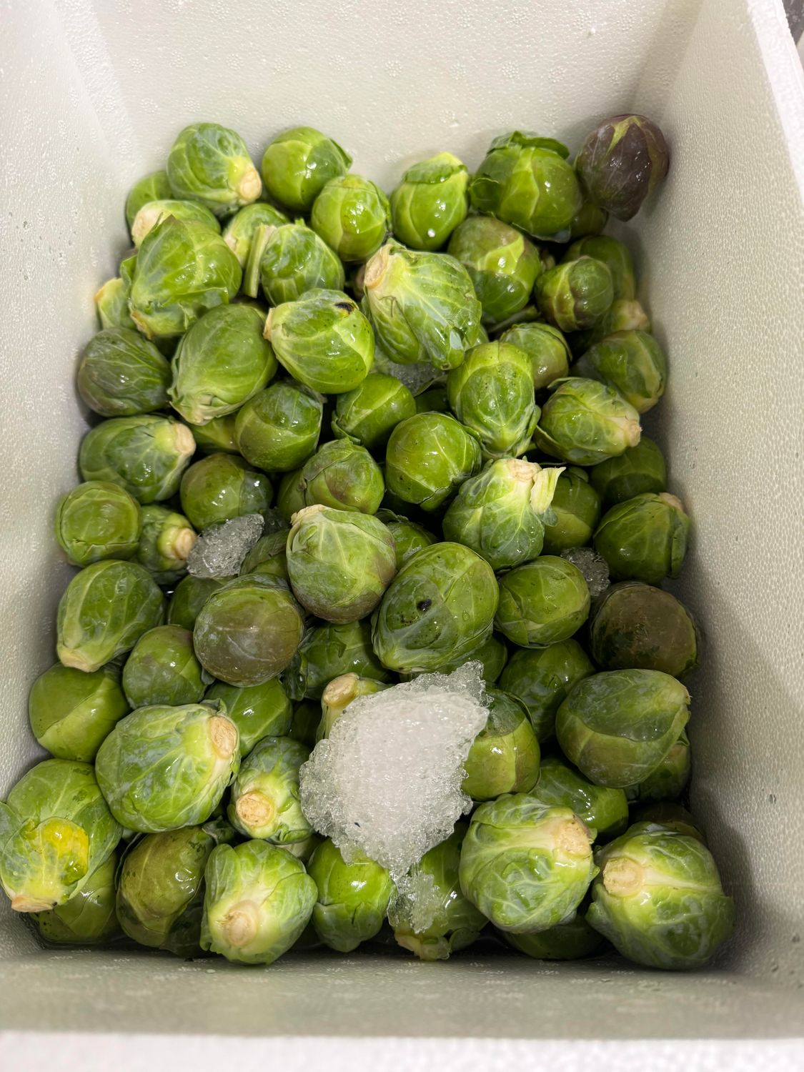 WHOLESALE - Green Brussel Sprouts 5KG BOX