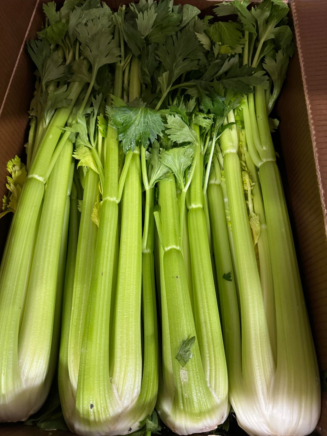 WHOLESALE - Celery (10 per BOX)