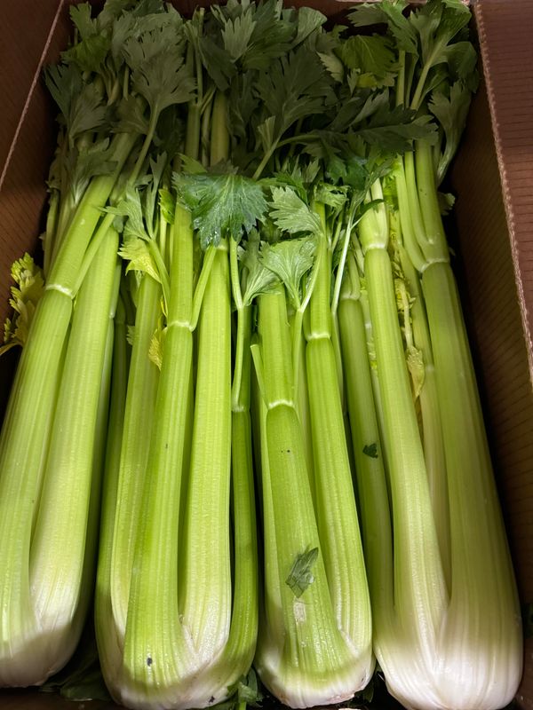WHOLESALE - Celery (10 per BOX)