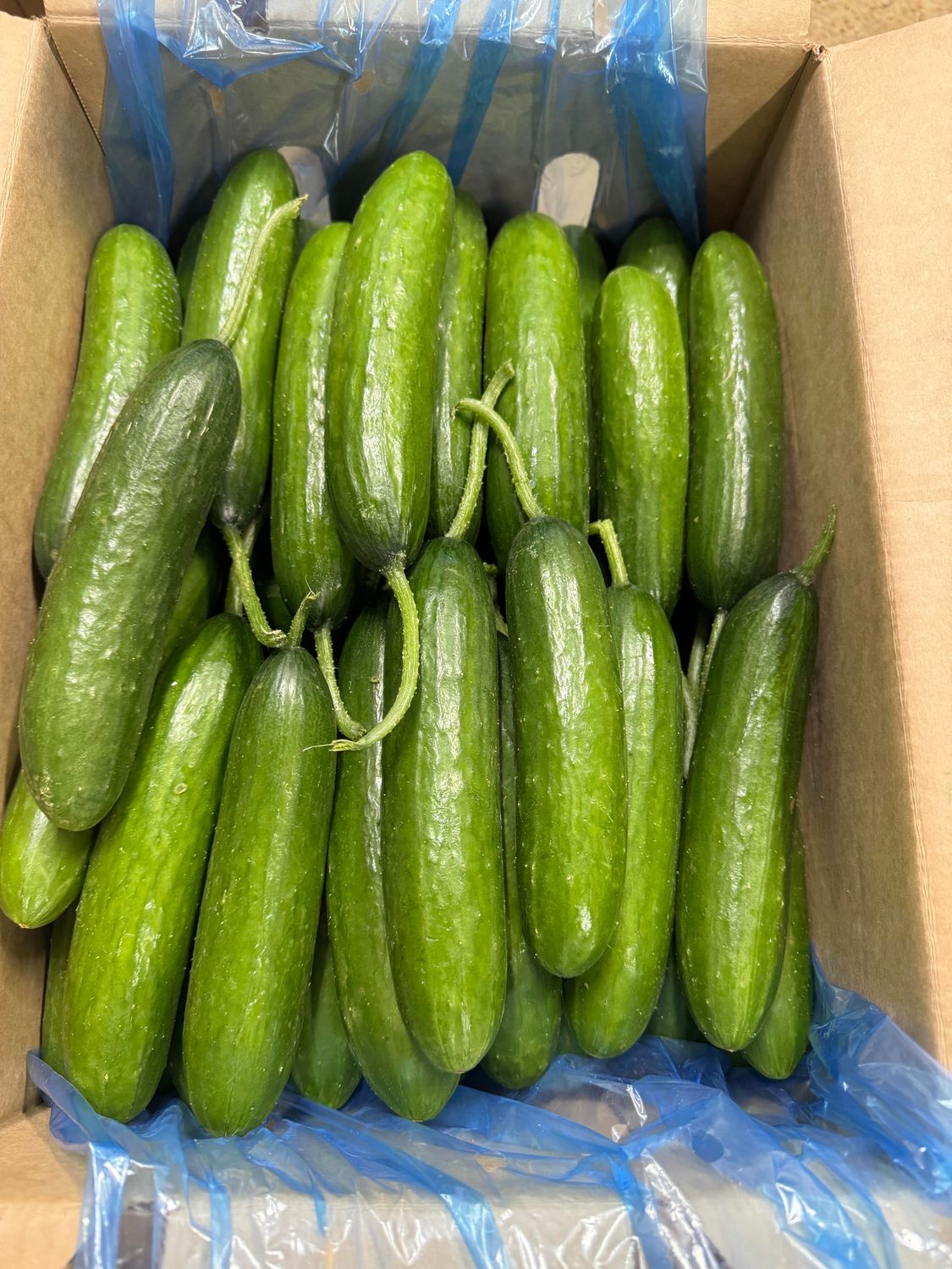 WHOLESALE - Lebanese Cucumbers (9KG BOX)