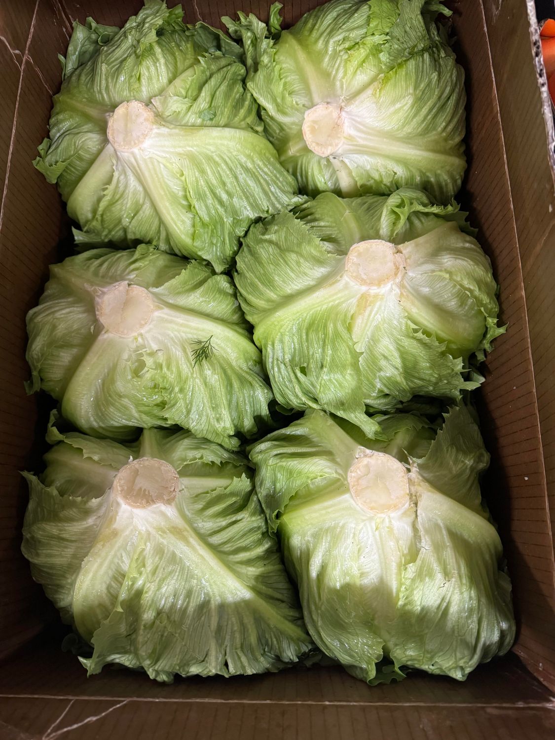WHOLESALE - Iceberg Lettuce (12 per BOX)