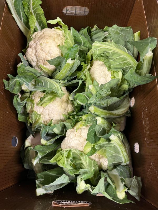 WHOLESALE - Cauliflowers  (10 per BOX)