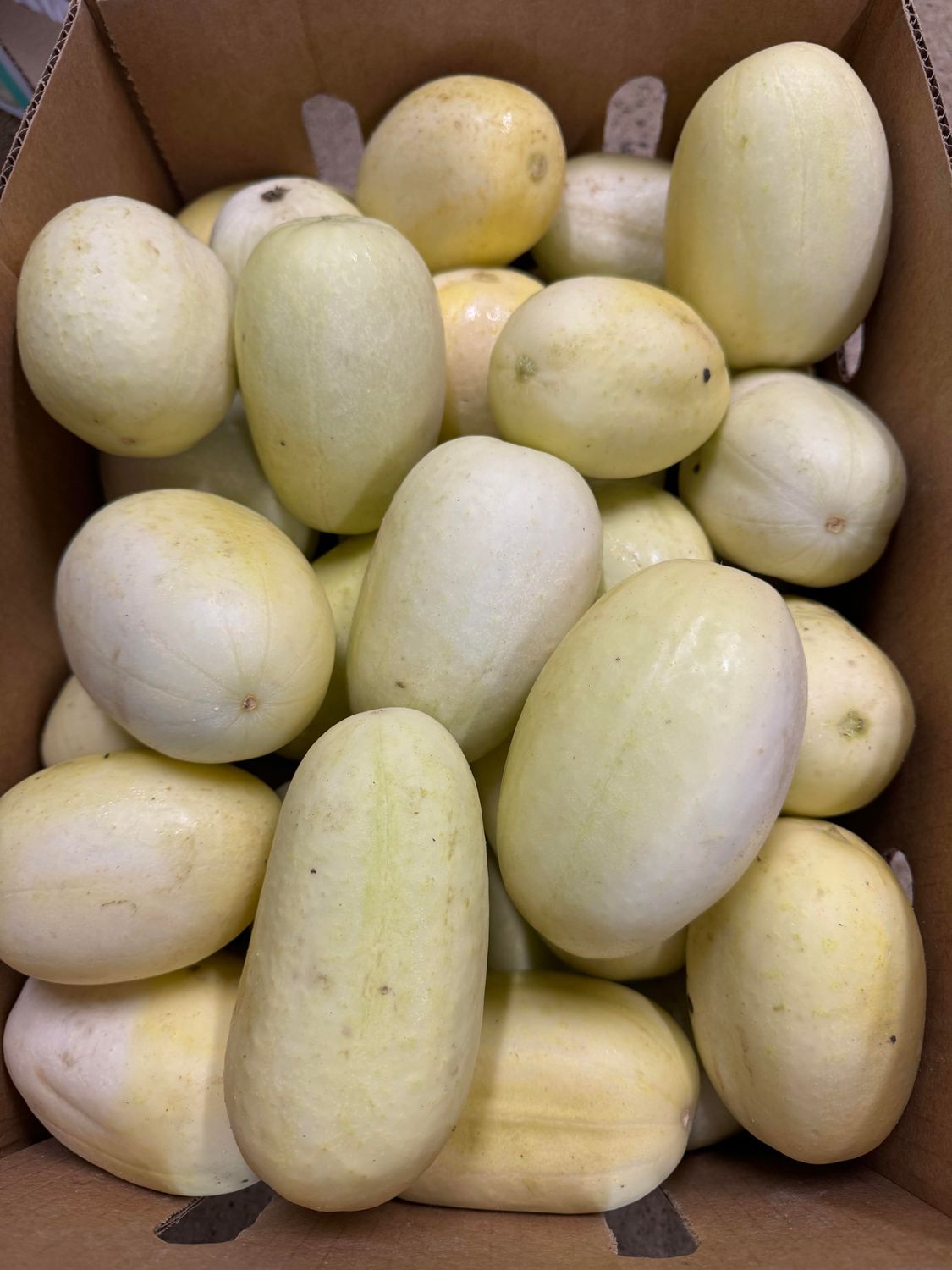WHOLESALE - White Apple Cucumbers (9KG BOX)
