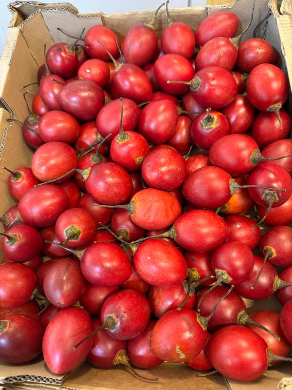 WHOLESALE - Tamarillo