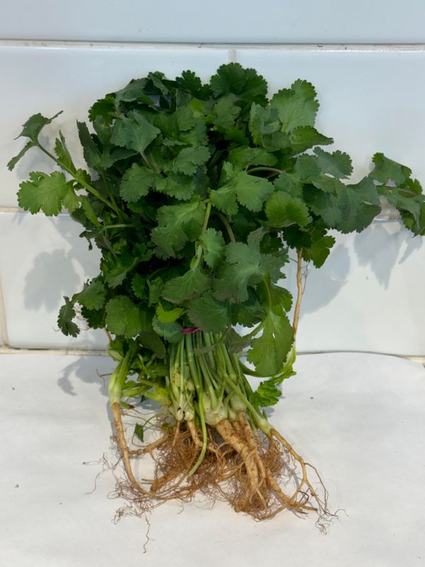 HERBS- Fresh Coriander, Each