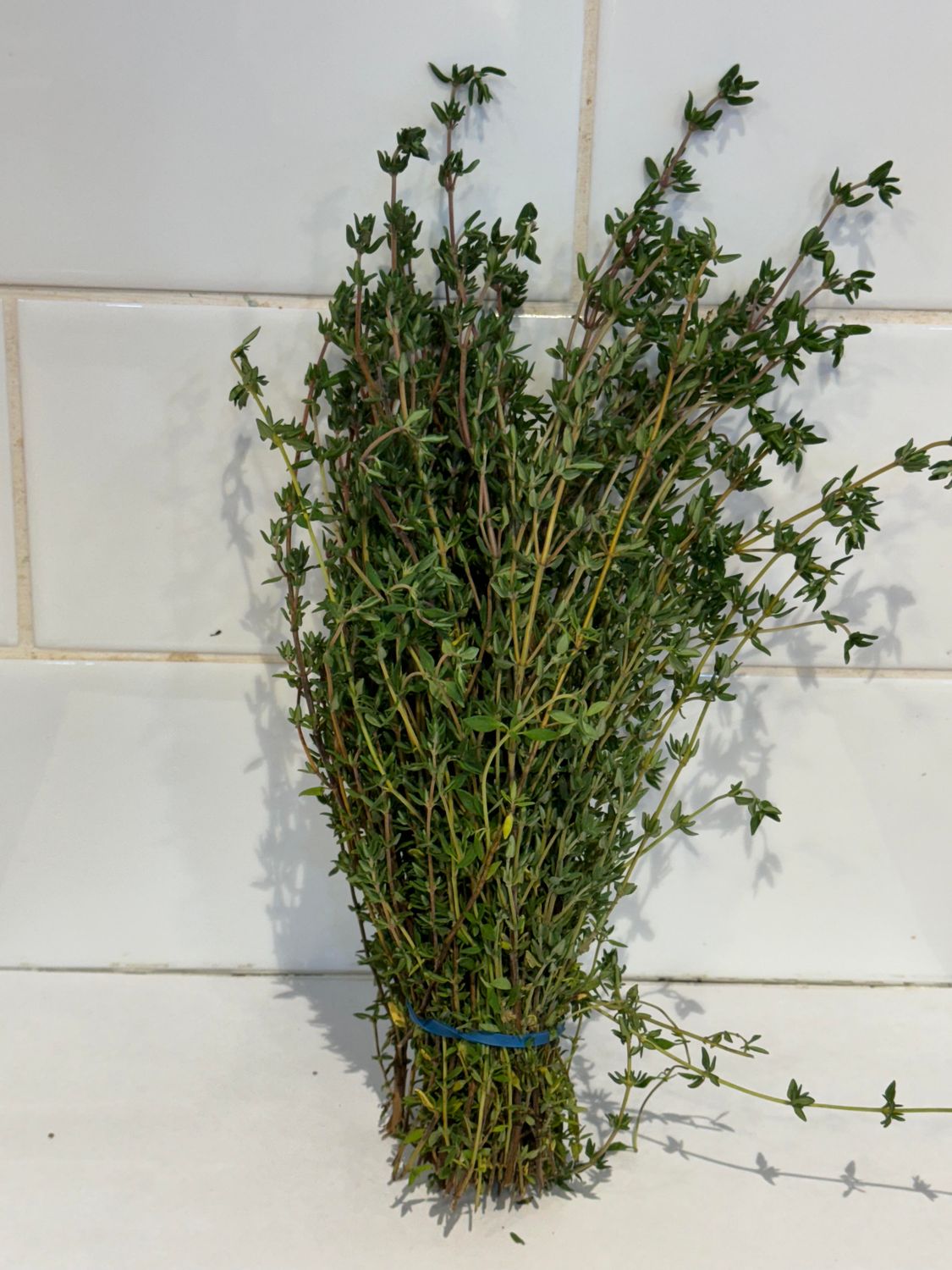 HERBS - Thyme, Each
