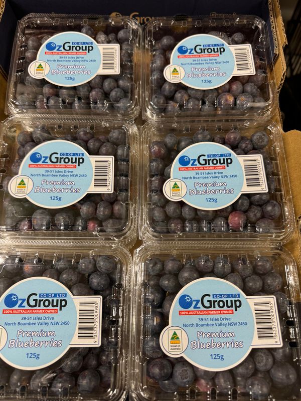 WHOLESALE - Blueberries 12 punnets