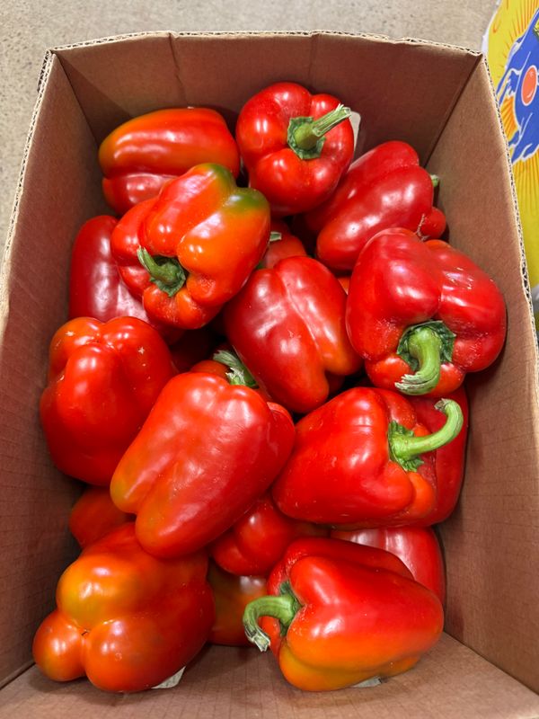 WHOLESALE Capsicum Red 8KG BOX