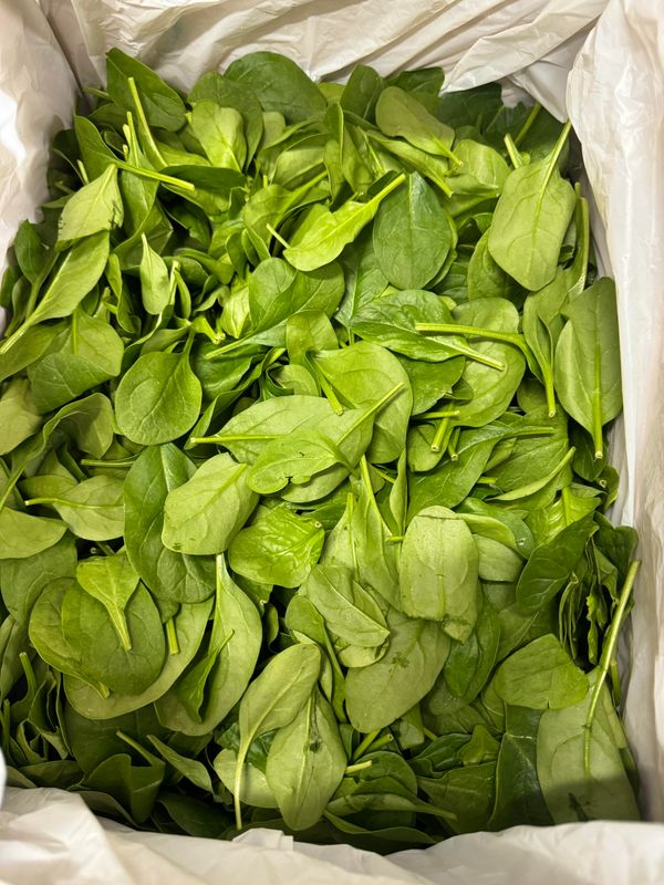 WHOLESALE Spinach