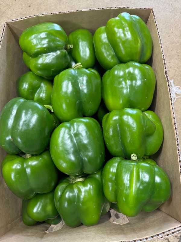 WHOLESALE - Capsicum Green 8KG BOX