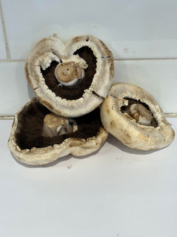 Mushrooms Large Cup (Flat), Each