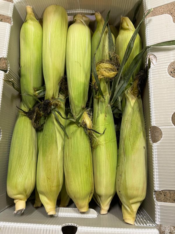 WHOLESALE - Corn Cobs (30 PER BOX)