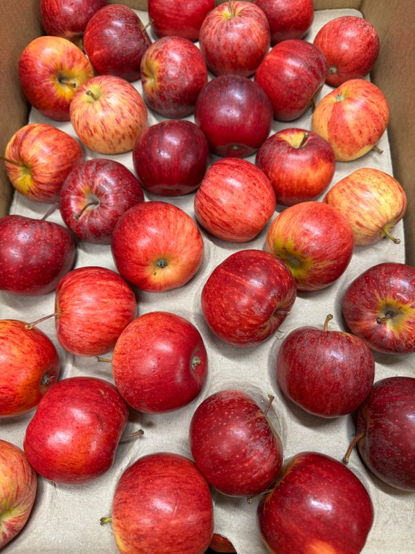 WHOLESALE Royal Gala Apples (18KG BOX)