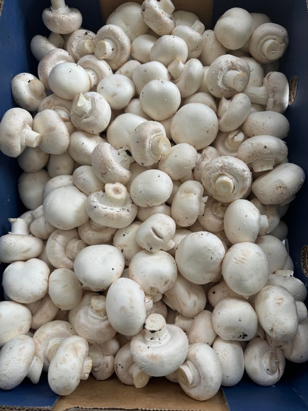 WHOLESALE - Mushroom buttons