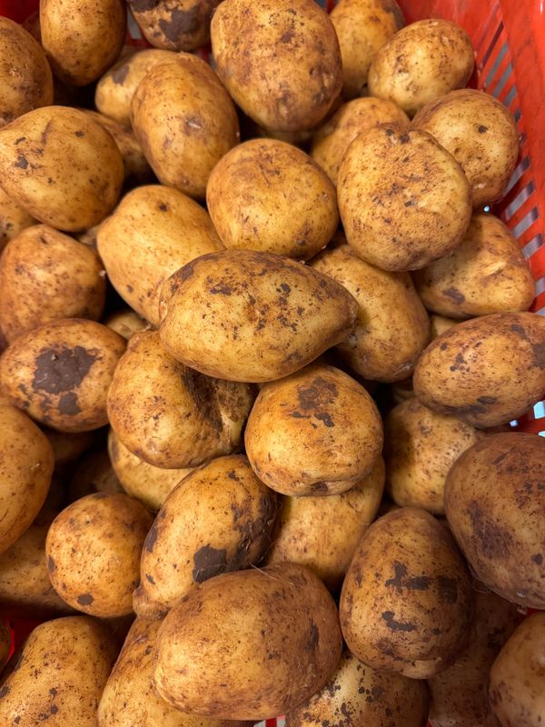 WHOLESALE - Brushed Dirty Potatoes          (20KG BAG)