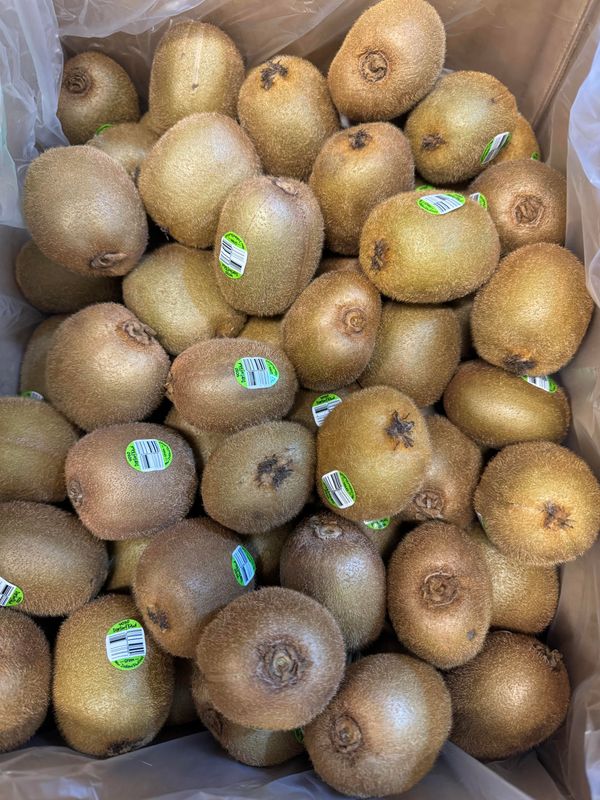 WHOLESALE - Green Kiwi Fruit