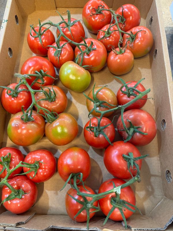 WHOLESALE - Truss Tomato (5KG TRAY)
