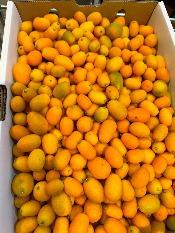 WHOLESALE - Cumquats