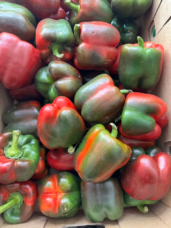 WHOLESALE - Capsicum Mixed Colour 10KG BOX