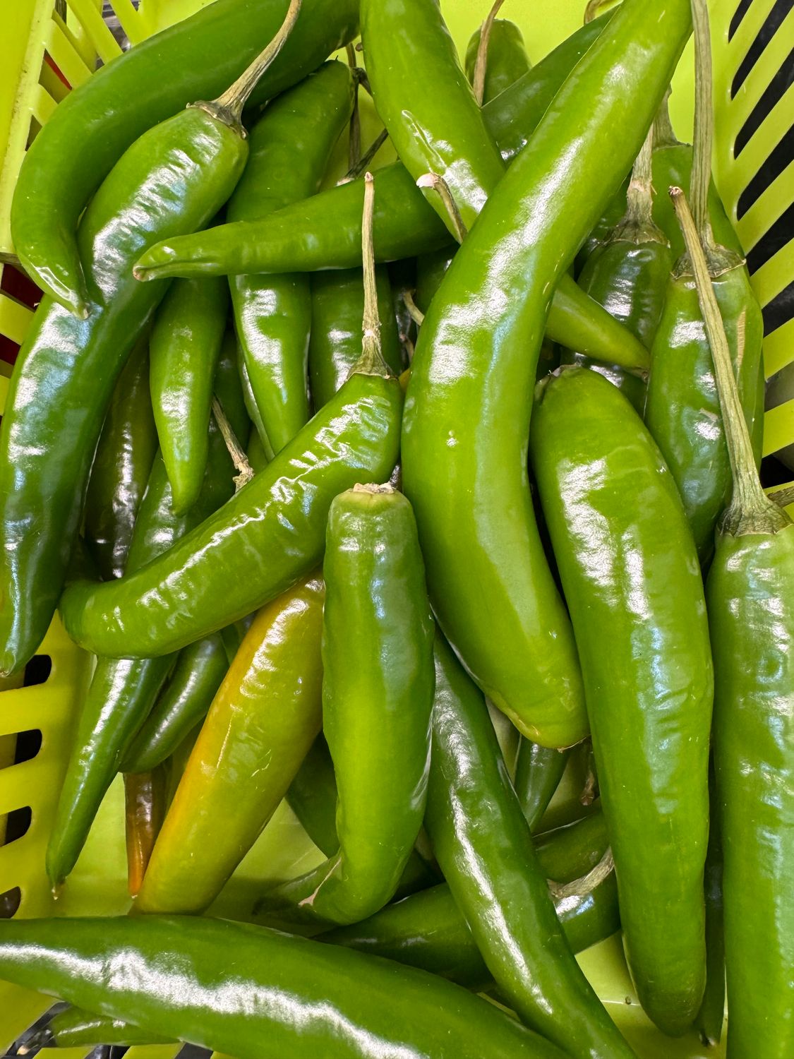 WHOLESALE - CHilli Green 1KG BOX
