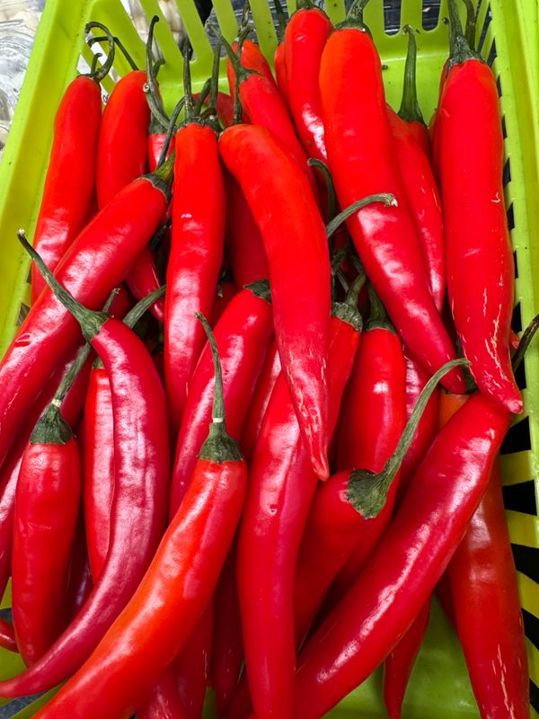 WHOLESALE - Chilli Red