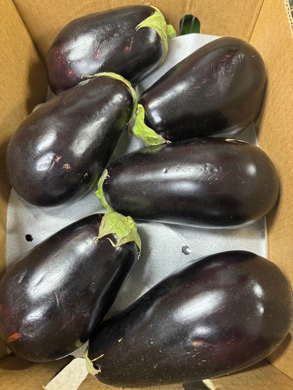 WHOLESALE - Eggplant (7KG BOX)