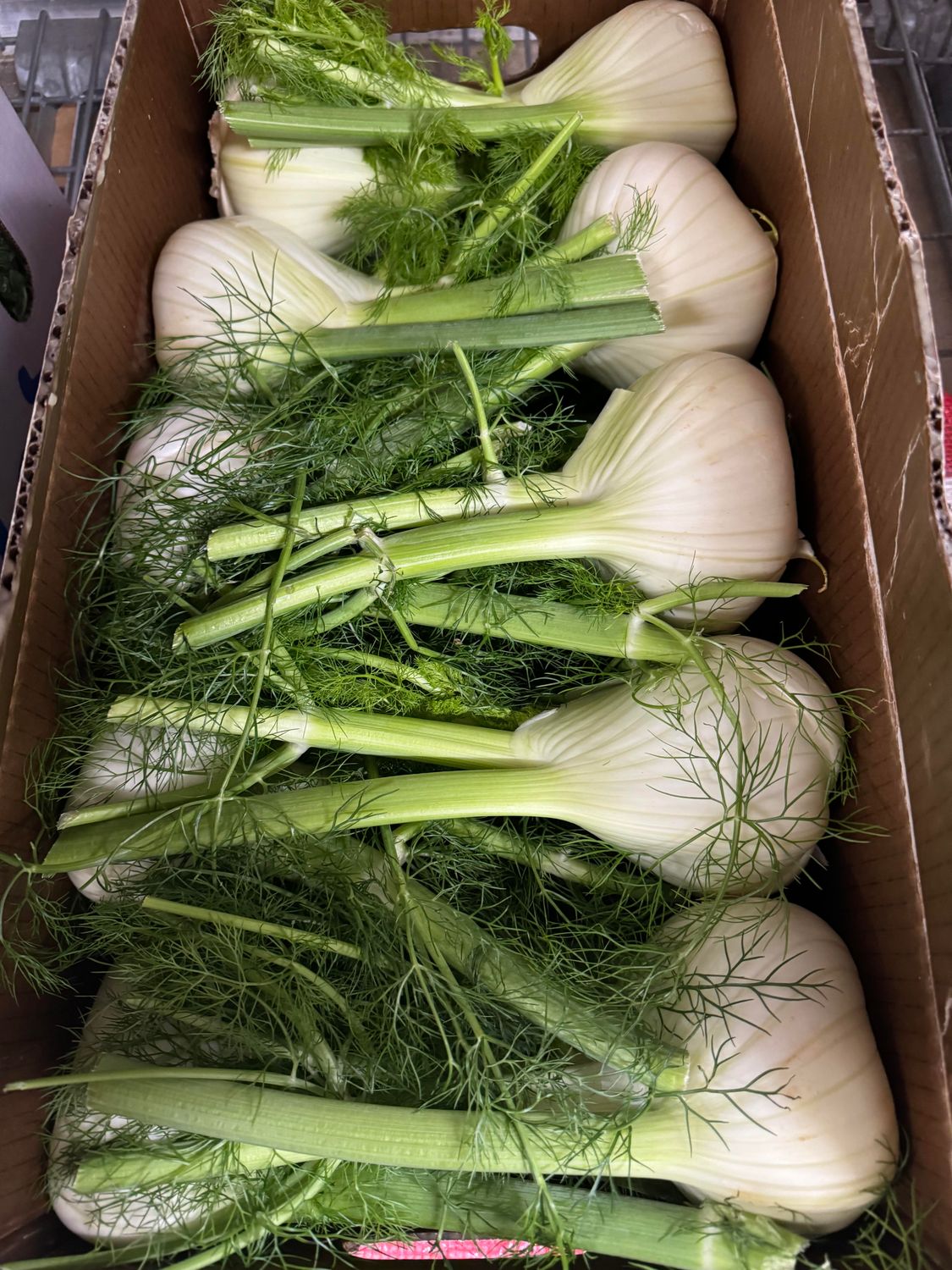 WHOLESALE FENNEL (20 PER BOX)