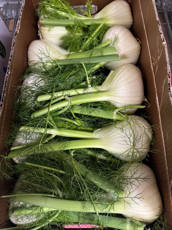 WHOLESALE FENNEL (20 PER BOX)