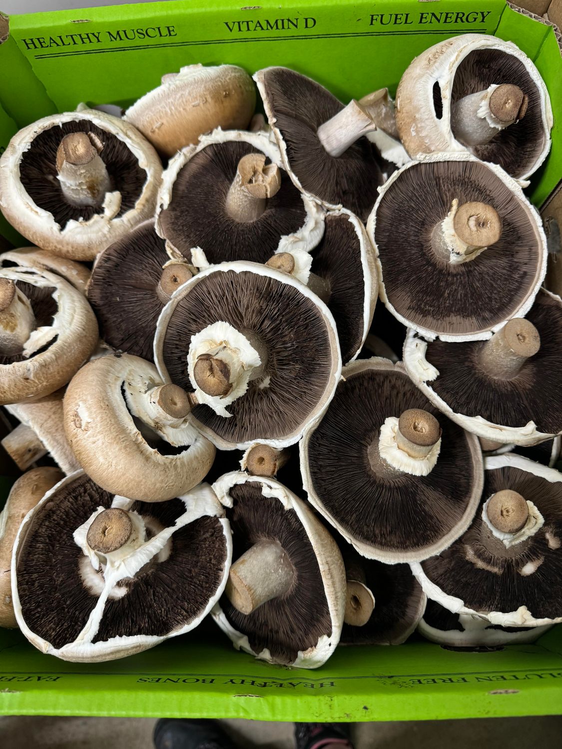 WHOLESALE: Mushroom Portabello (4KG BOX)