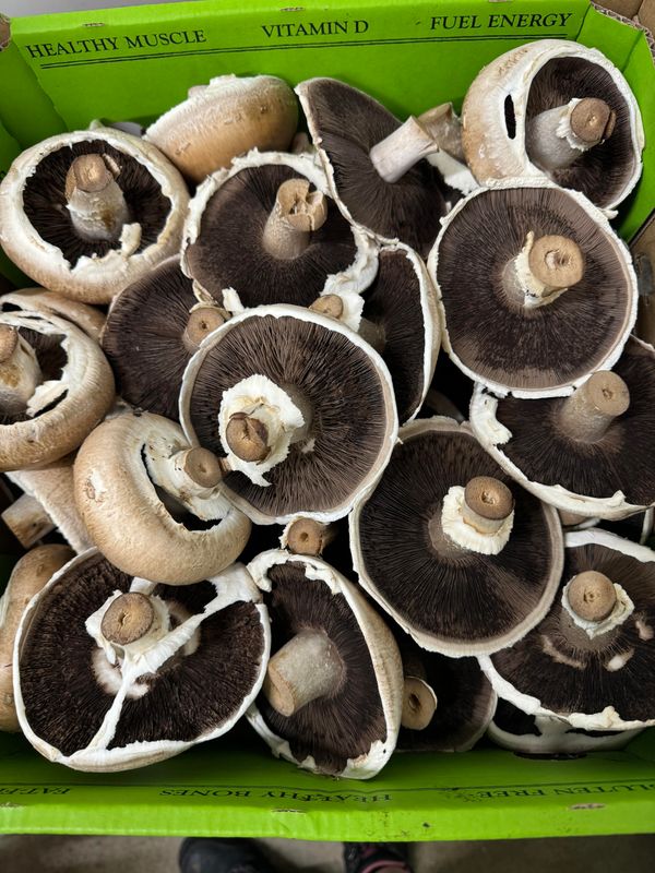 WHOLESALE: Mushroom Portabello (4KG BOX)