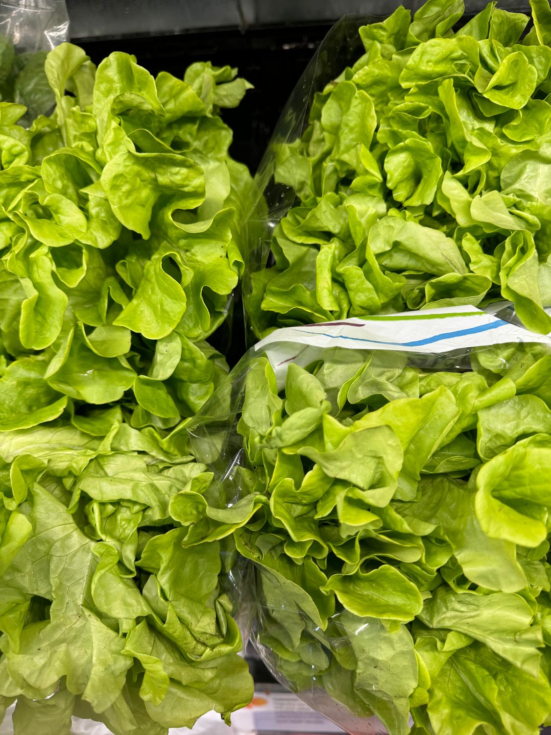 WHOLESALE: Lettuce Green Oak (8 per BOX)