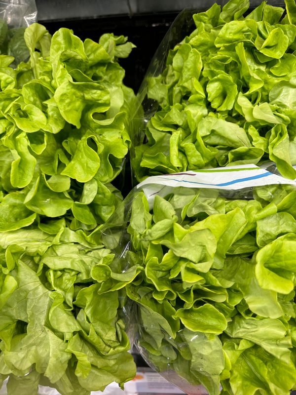 WHOLESALE: Lettuce Green Oak (8 per BOX)