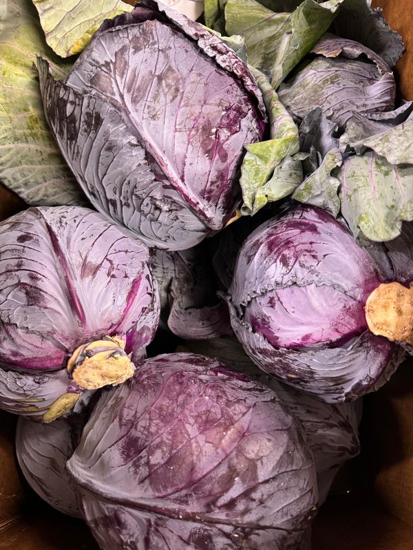 WHOLESALE: Cabbage Red (10 per BOX)