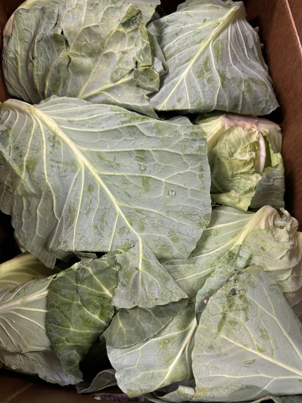 WHOLESALE: Cabbage Sugarloaf (12 per BOX)46.4